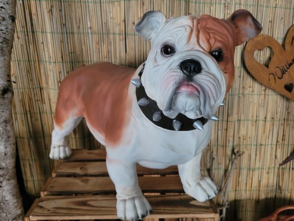 Engl. Bulldogge, stehend
